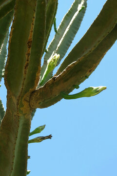 Cereus Peruvianus.