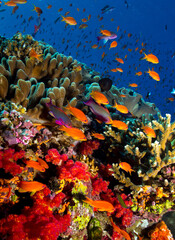 Coral Reefs of Fiji