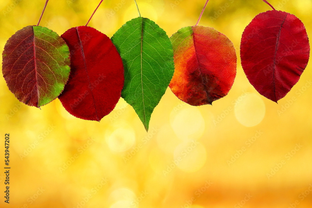 Wall mural colorful nature fall or autumn leaves texture in blur background with copy space