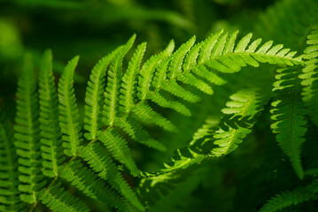 Beautiful close-up of a green fern frond, suitable as a natural green background texture