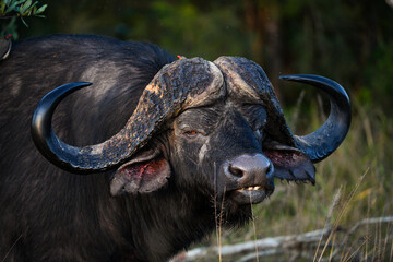 Wasserbüffel im Timbavati Game Reserve