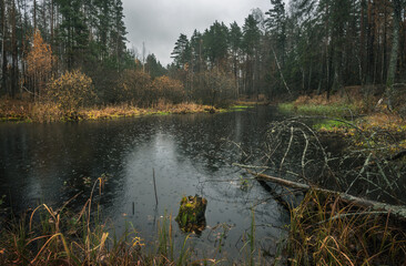 Forest pond in late autumn during the autumn rain