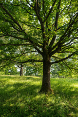 Beautiful oak tree (Quercus robur) with twisted branches and lush green foliage on a fresh green...