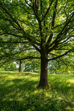 Beautiful oak tree (Quercus robur) with twisted branches and lush green foliage on a fresh green meadow in early summer, Teutoburg Forest, Germany