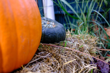 Pumpkins and squashes display for Halloween decoration
