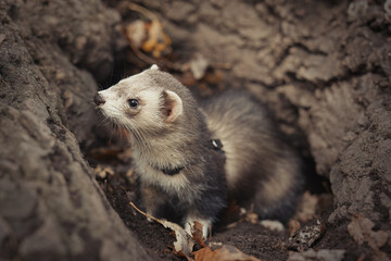 Ferret during trip and walk in autumn park enjoying exploring