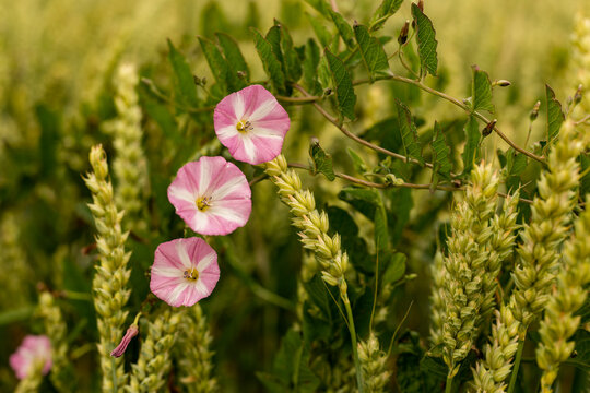 Beautiful pink field bindweed (Convolvulus arvensis) growing amidst grain on the edge of an agricultural field