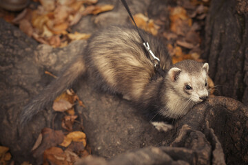 Fototapeta premium Ferret during trip and walk in autumn park enjoying exploring
