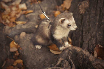 Ferret during trip and walk in autumn park enjoying exploring