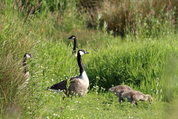A family of Canadian Geese, including a gosling, walking across the field at a nature reserve at Lunt Meadows in Sefton, Merseyside.