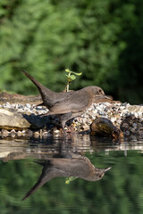 One of the most familiar birds in the parks and gardens of Europe, the blackbird. This one is eating by the river.
