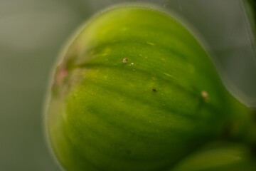 Ficus carica que pertenece a la familia Moraceae.