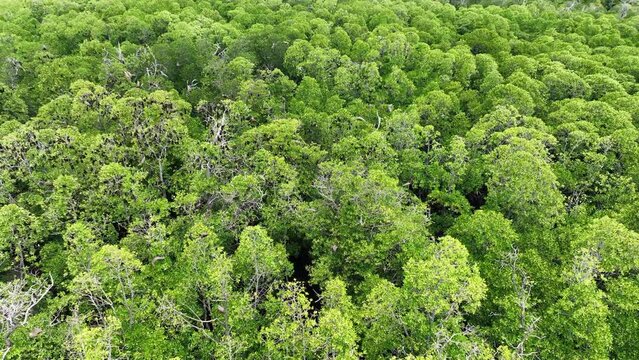 Sunda flying foxes, Acerodon mackloti, fly over the canopy of a remote mangrove forest where they roost in Indonesia. Mangroves provide vital habitat for invertebrates, fish, birds, and fruit bats.