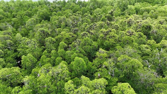 Sunda flying foxes, Acerodon mackloti, fly over the canopy of a remote mangrove forest where they roost in Indonesia. Mangroves provide vital habitat for invertebrates, fish, birds, and fruit bats.