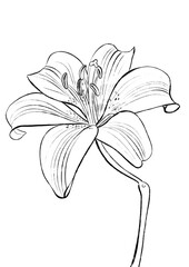Lily colouring page