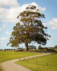 Gravel road leading to a large totara tree