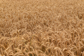 Agricultural background image of a golden wheat field ready for harvesting