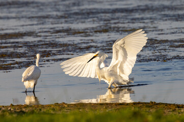 Snowy Egret display at a lake