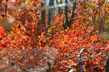 red oak leaves golden color texture