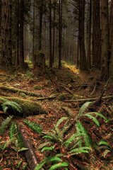 Sun piercing into deep woodlands