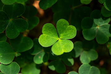Cluster of clover-like wood sorrel (Oxalis acetosella), with one of the heart-shaped trifoliate leaves illuminated by sunlight, Germany