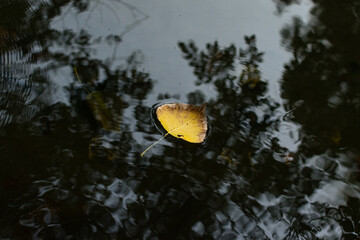 Hojas amarillas y naranjas en el rio en otoño flotando sobre el agua en la tarde, naturaleza pura