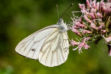 Beautiful macro shot of small white butterfly, also known as cabbage white or cabbage butterfly (Pieris rapae), picking pollen from flowering hemp-agrimony