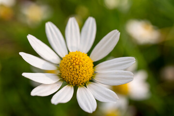 Beautiful macro photo of a chamomile blossom (Matricaria chamomilla) in full bloom