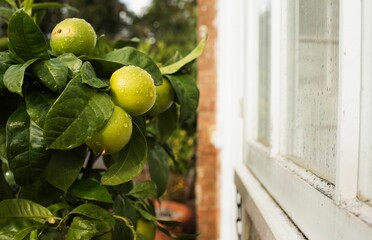 limes growing on a tree outdoors in the rain