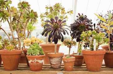 potted succulent plants growing in a green house