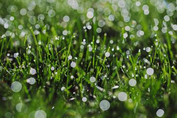 Close up of wet dew covered green grass with sparkly bokeh.