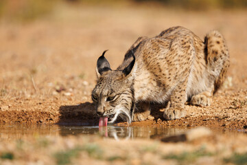 free iberian lynx in its natural environment drinking water