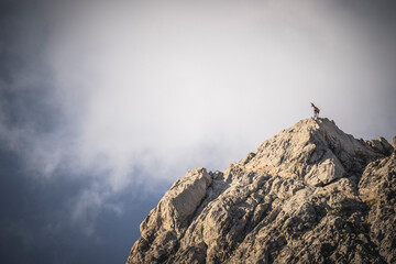 Chamois in high mountain at morning