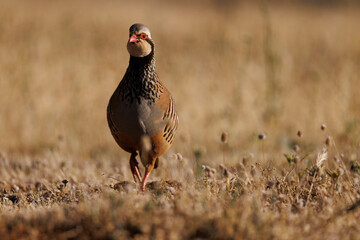 free pheasant portrait in natural environment