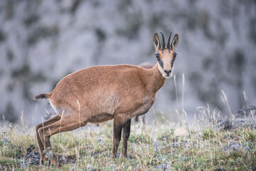Chamois in high mountain at morning