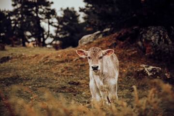 Obraz premium Wild calf grazing cheerful on the mountain in autumn