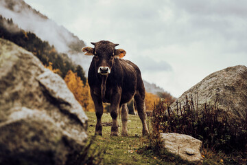 Wild cow grazing cheerful on the mountain in autumn