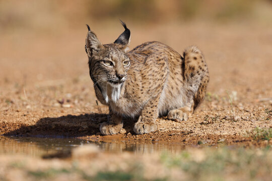 free iberian lynx in its natural environment Stock Photo | Adobe Stock
