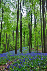 Naklejka na ściany i meble Bluebells in beech woodland, Hallerbos (Belgium)
