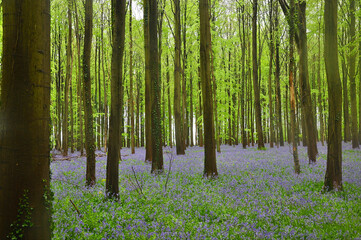 Bluebells in beech woodland, Hallerbos (Belgium)