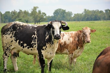 cows in a field