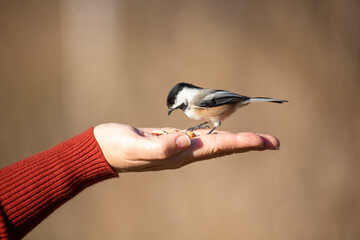 Chickadee bird eating out of hand with red sweater