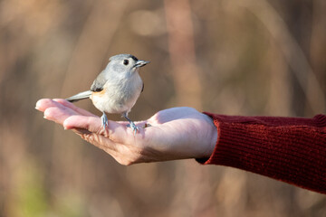 Tufted titmouse bird eating bird seed out of hand with red sweater in fall