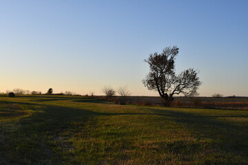 Lone Tree in a Field