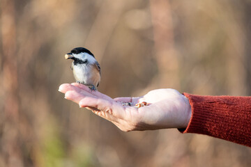Chickadee eating peanuts out of hand with red sweater