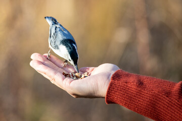 Nuthatch bird eating seeds and nuts out of hand with red sweater