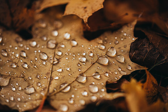 Close up of fallen leaf on ground in autumn covered in raindrops.