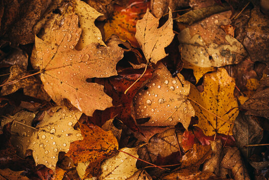 Close up of fallen leaves on ground in autumn covered in raindrops.