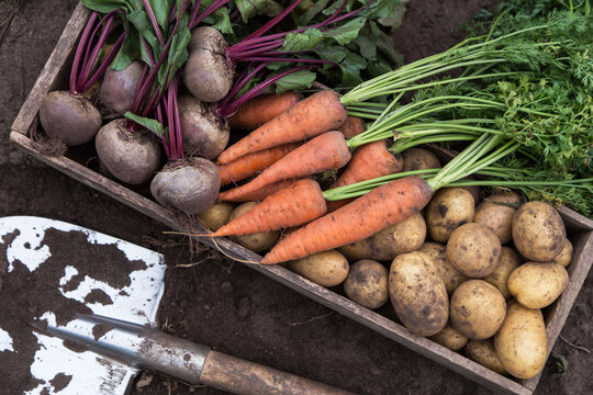 Autumn Harvest Of Organic Vegetables In Wooden Box On Soil In Garden. Freshly Harvested Carrot, Beetroot And Potato, Top View