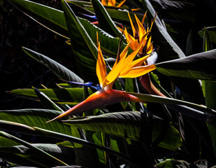 bird of paradise flower closeup green leaf background
